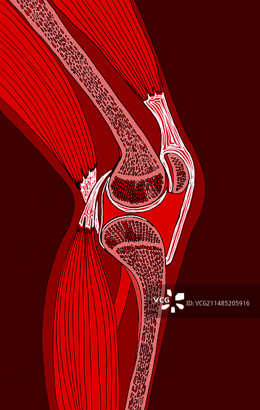 膝关节图示图片素材