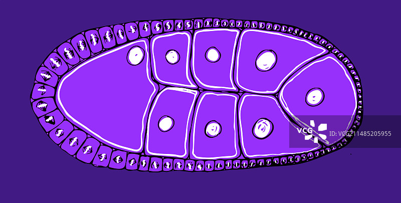 果蝇胚胎插图图片素材