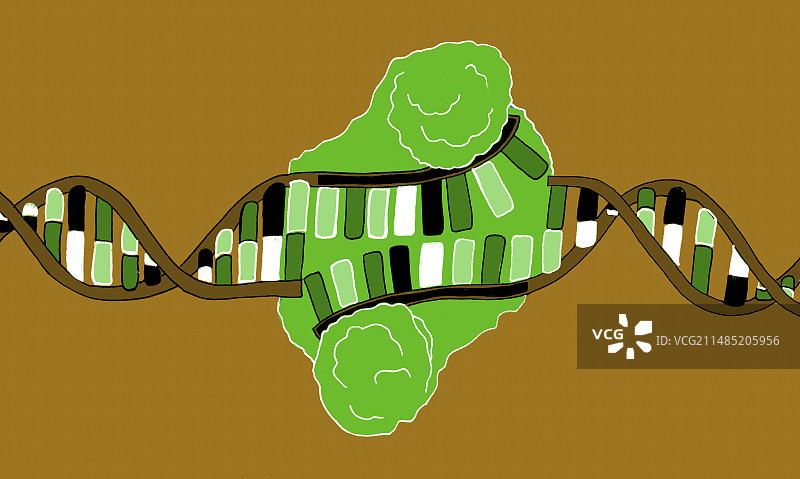 限制性内切酶和DNA，图示图片素材