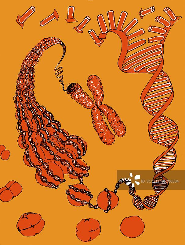 DNA包装，插图图片素材