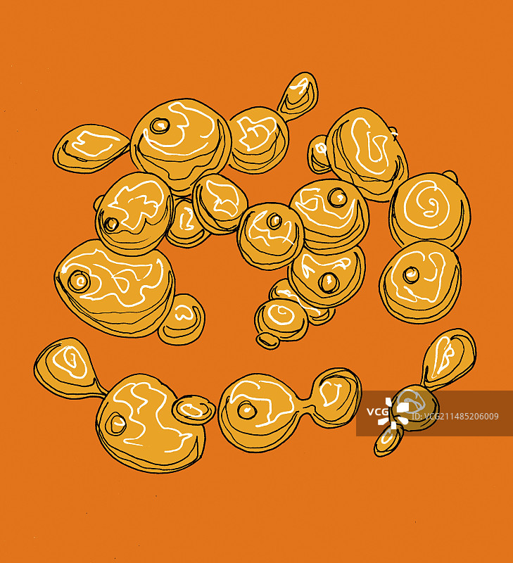 酵母细胞插图图片素材