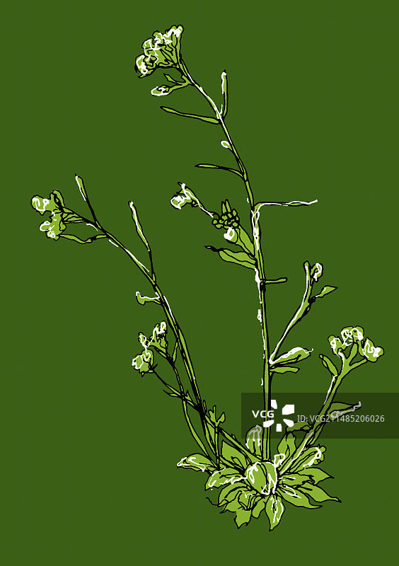 水田芥插画图片素材