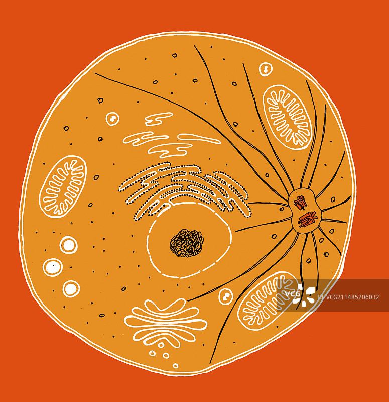 动物细胞图示图片素材