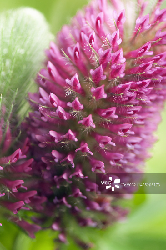 红色羽扇豆图片素材