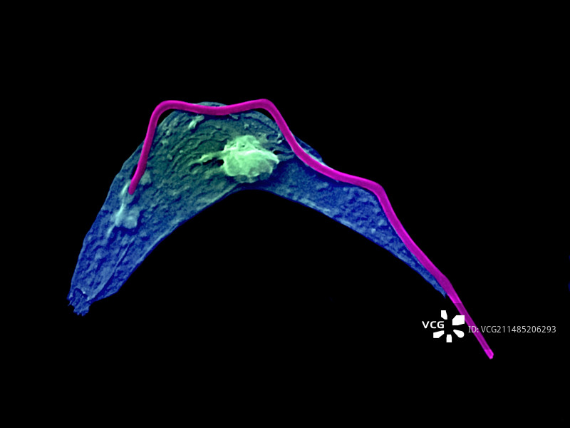 单细胞寄生虫细胞骨架，扫描电镜图片素材