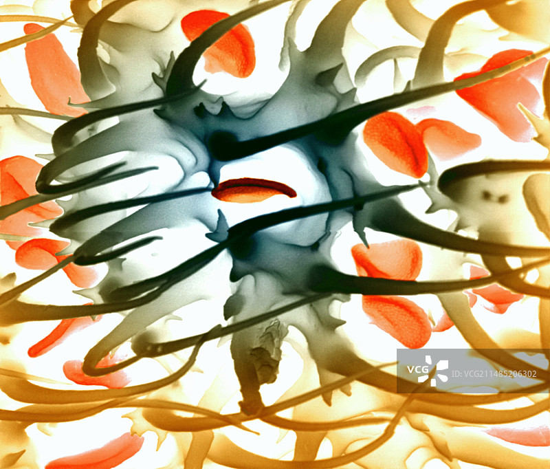 蚊子触角扫描电镜图图片素材