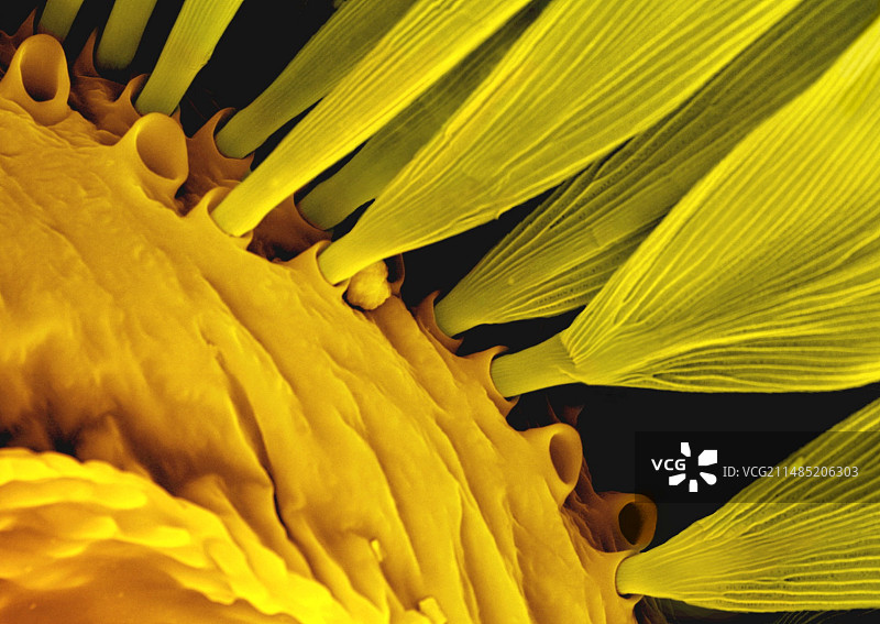 飞蛾鳞片图片素材