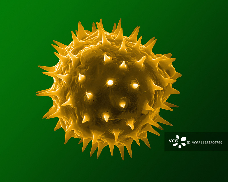 向日葵花粉粒扫描电镜图图片素材