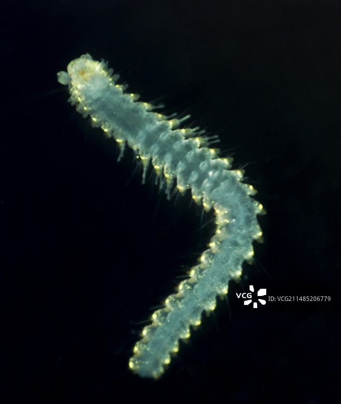 多毛纲海洋蠕虫扫描电镜图片素材