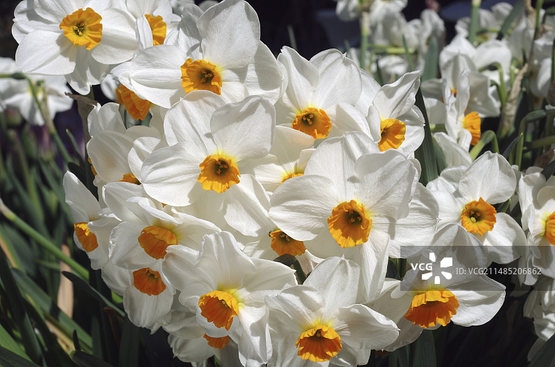 水仙花(Narcissus 'Geranium)图片素材