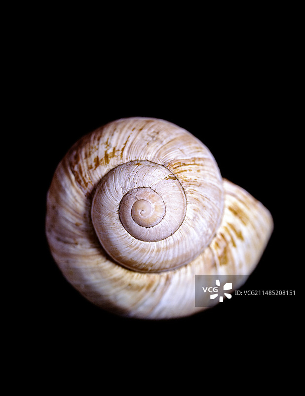 蜗牛的壳图片素材