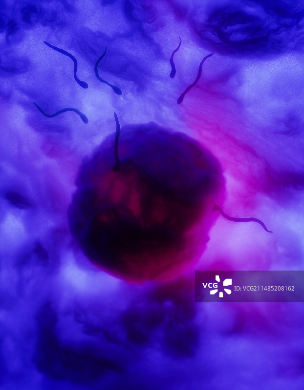 精子卵子受精过程图片素材