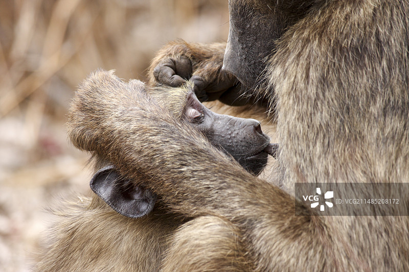 正在哺乳的豚尾狒狒图片素材