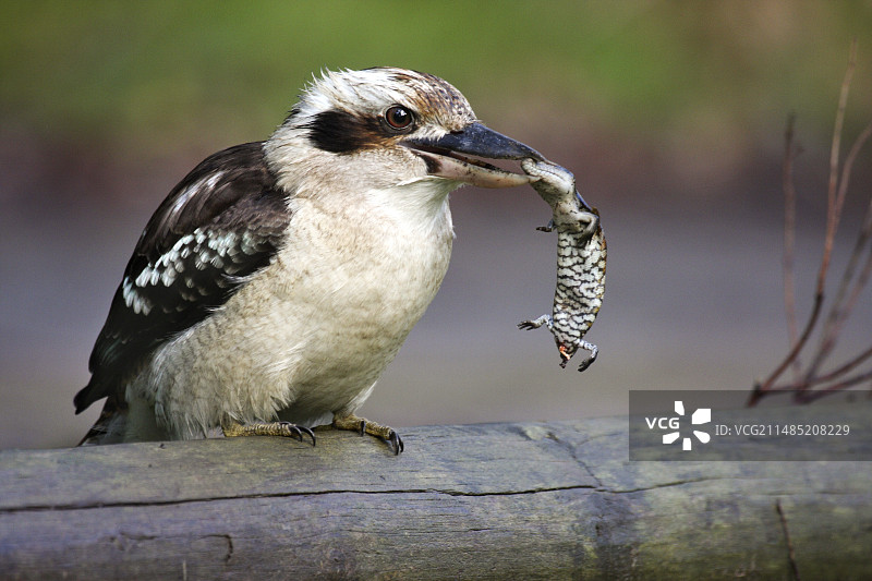 与蓝舌蜥蜴的笑翠鸟图片素材