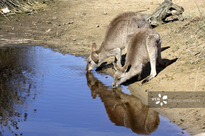 正在饮水的东部灰袋鼠图片素材