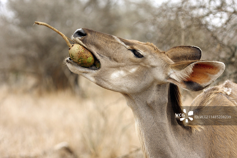 正在吃水果的大捻角羚图片素材