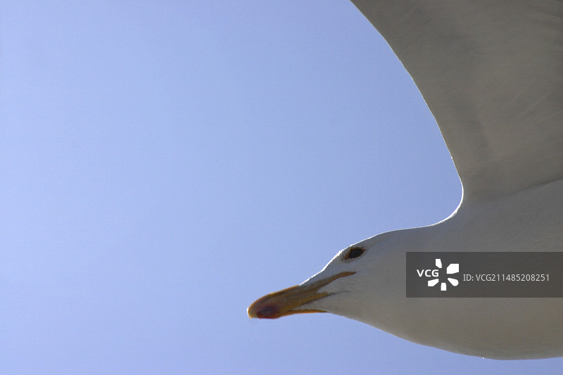 飞行中的海鸥图片素材