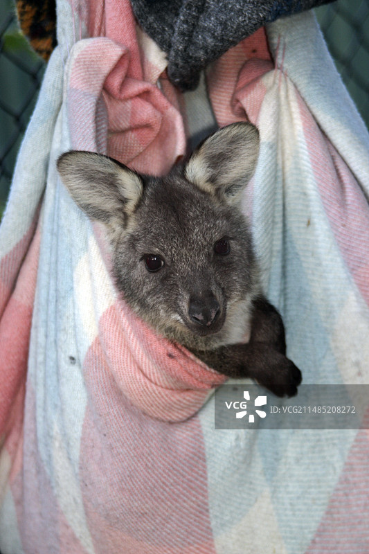 人工育儿袋中的小袋鼠图片素材