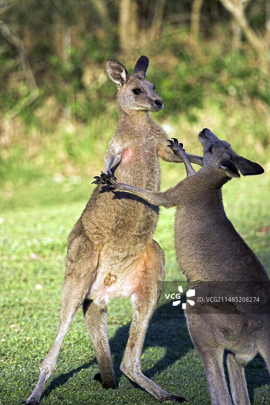 灰色袋鼠图片素材