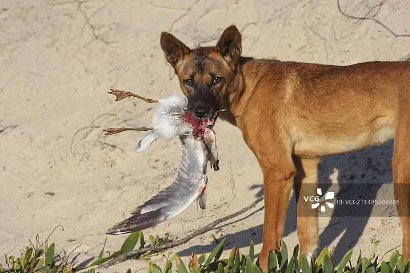 澳洲野狗正在吃海鸥图片素材