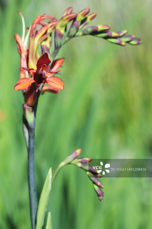 眼镜蛇瓶子草图片素材