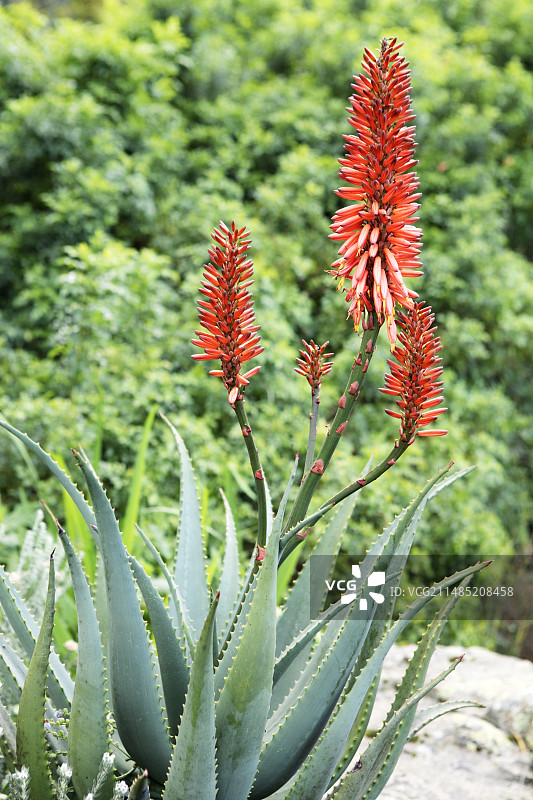 库兰兹芦荟图片素材
