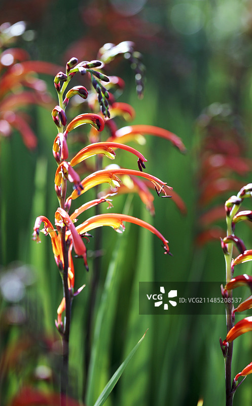 眼镜蛇瓶子草图片素材
