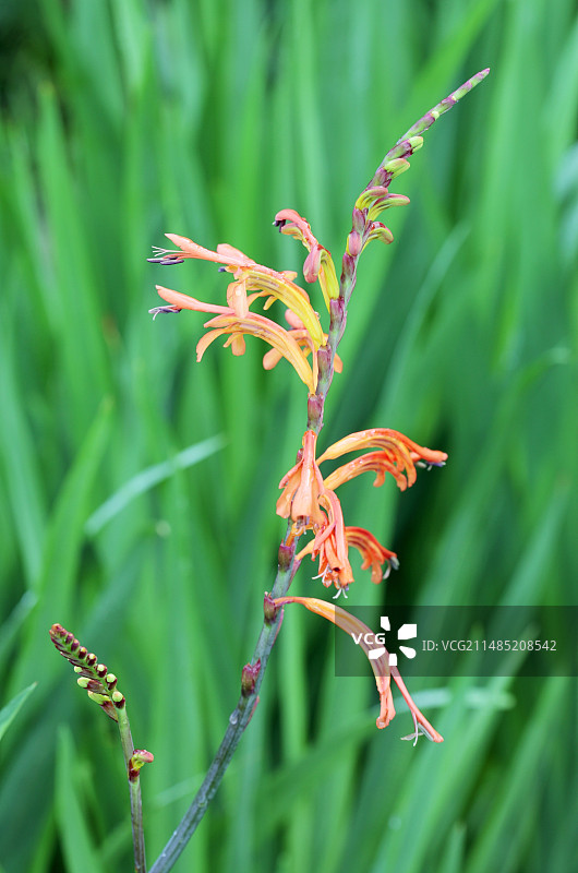 Cobra lily花图片素材