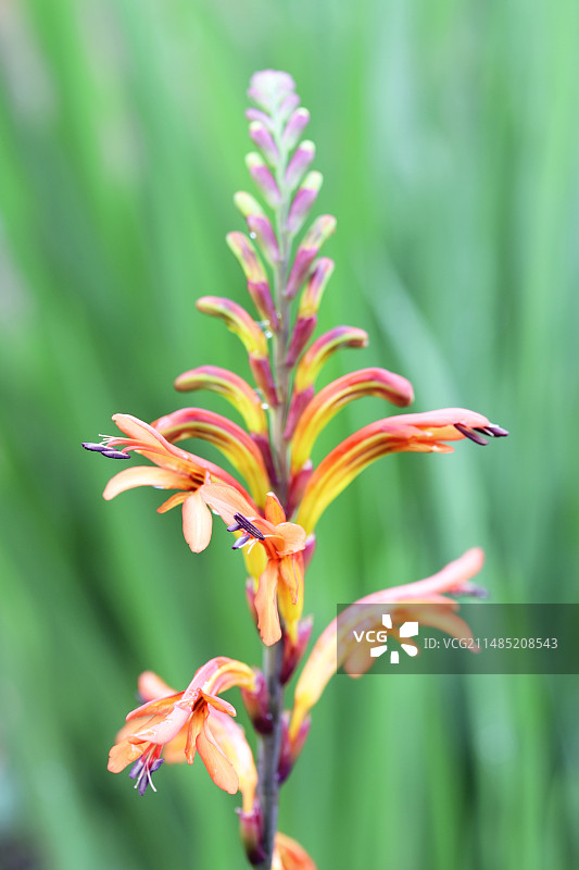 眼镜蛇瓶子草图片素材