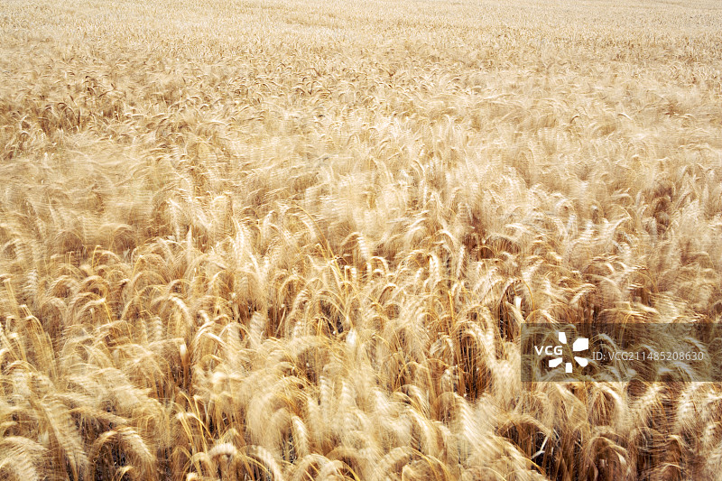 风中摇曳的麦穗图片素材