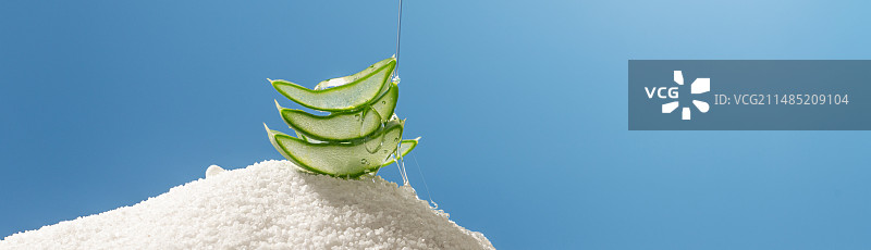 蓝色背景下的芦荟特写镜头图片素材