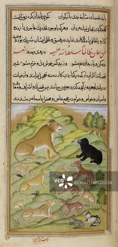 与其他动物在一起的母狮图片素材