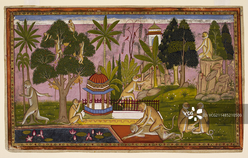 Sugriva树林里的猴子图片素材