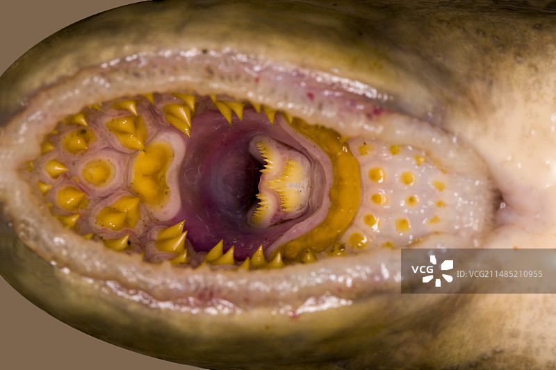 七鳃鳗的嘴图片素材