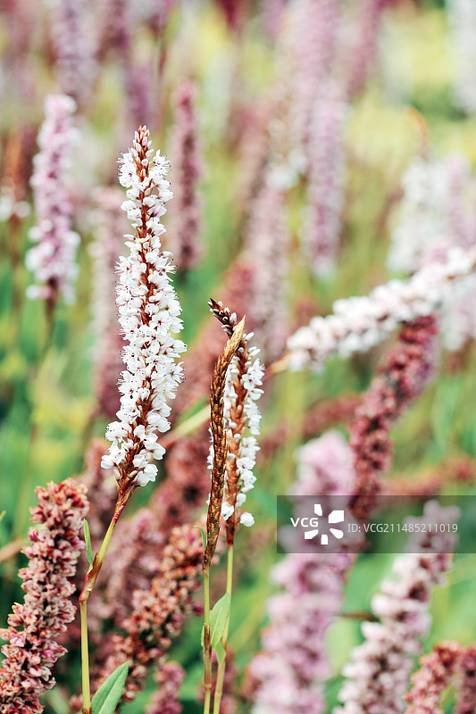 开花的 Polygonum affine图片素材