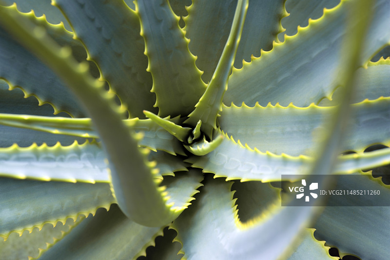 开普芦荟图片素材