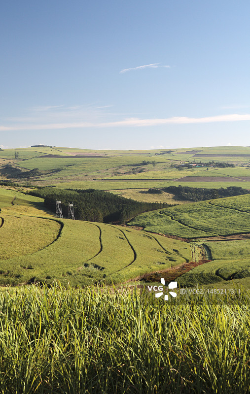 南非的甘蔗种植图片素材