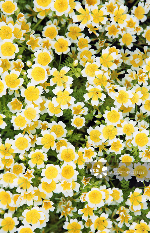 水波蛋植物（道格拉斯沼泽花）图片素材