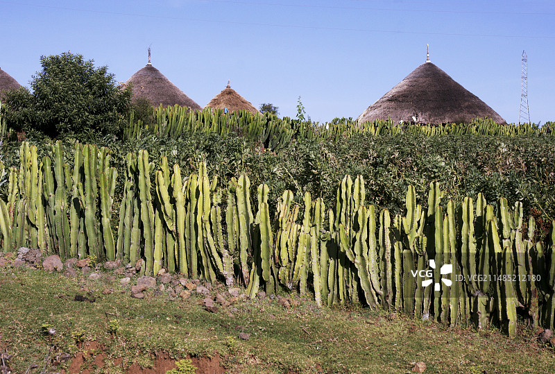埃塞俄比亚烛台篱笆图片素材