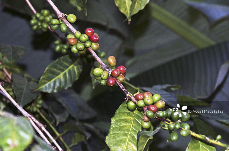 咖啡果实，埃塞俄比亚图片素材
