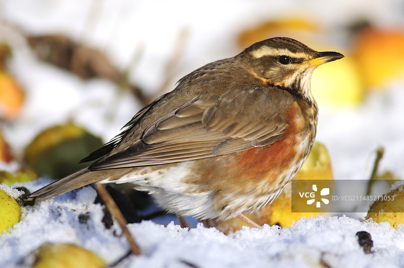 雪地里的红翼鸫图片素材