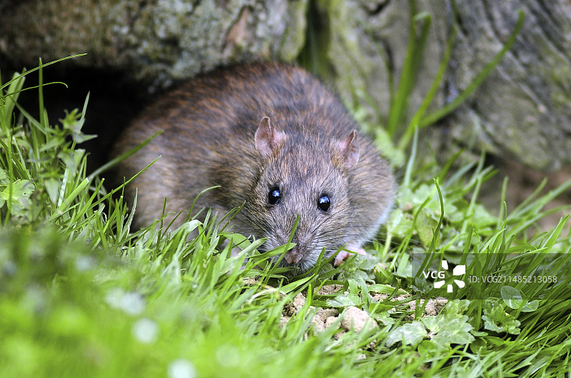 棕色老鼠图片素材