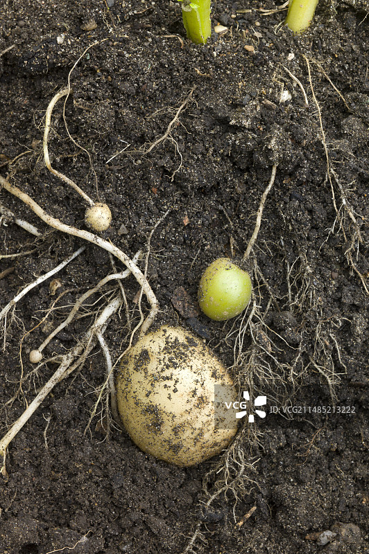 马铃薯块茎生长图片素材