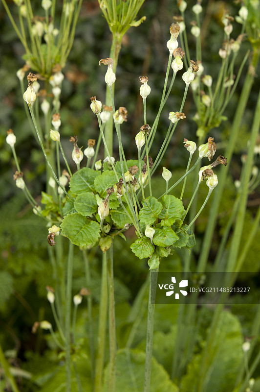 报春花图片素材