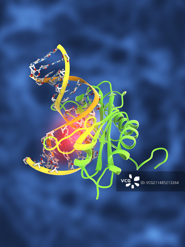 TATA盒结合蛋白复合物图片素材
