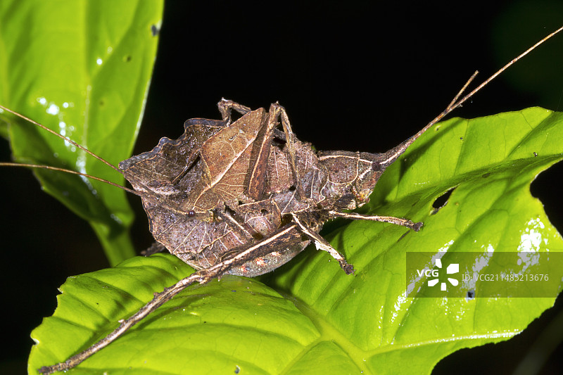 叶螽图片素材