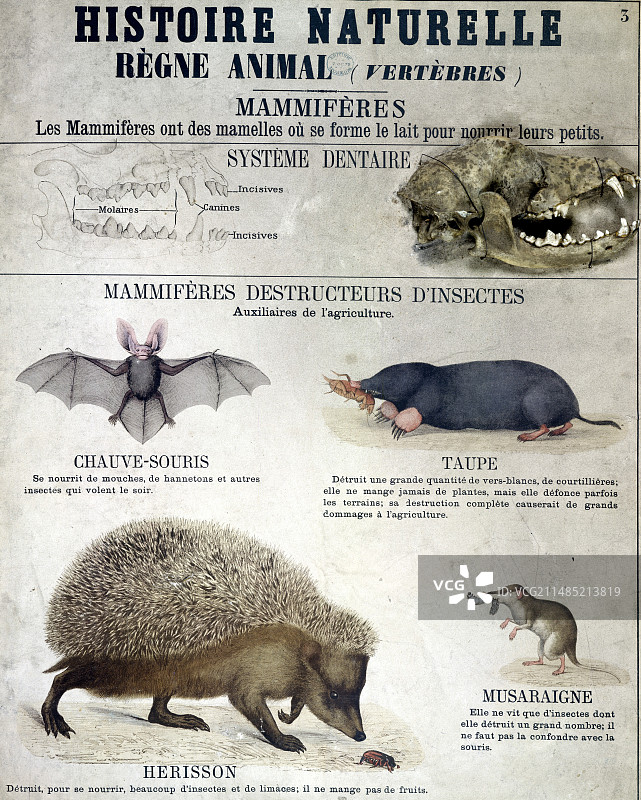 食虫动物，19世纪艺术作品图片素材