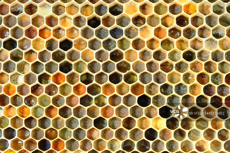 蜂巢图片素材