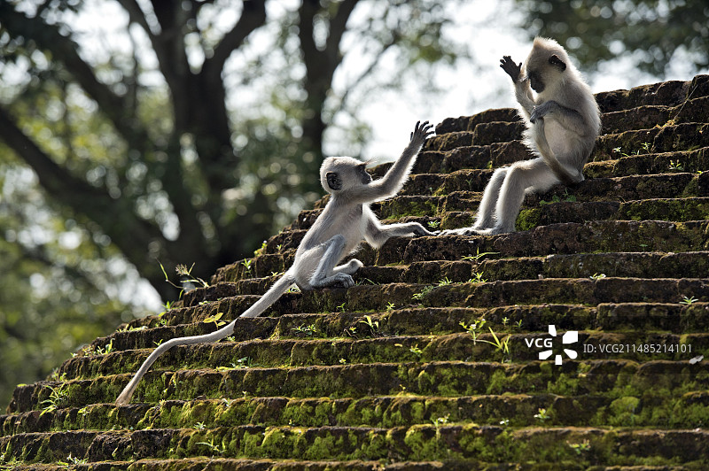 簇绒灰叶猴图片素材