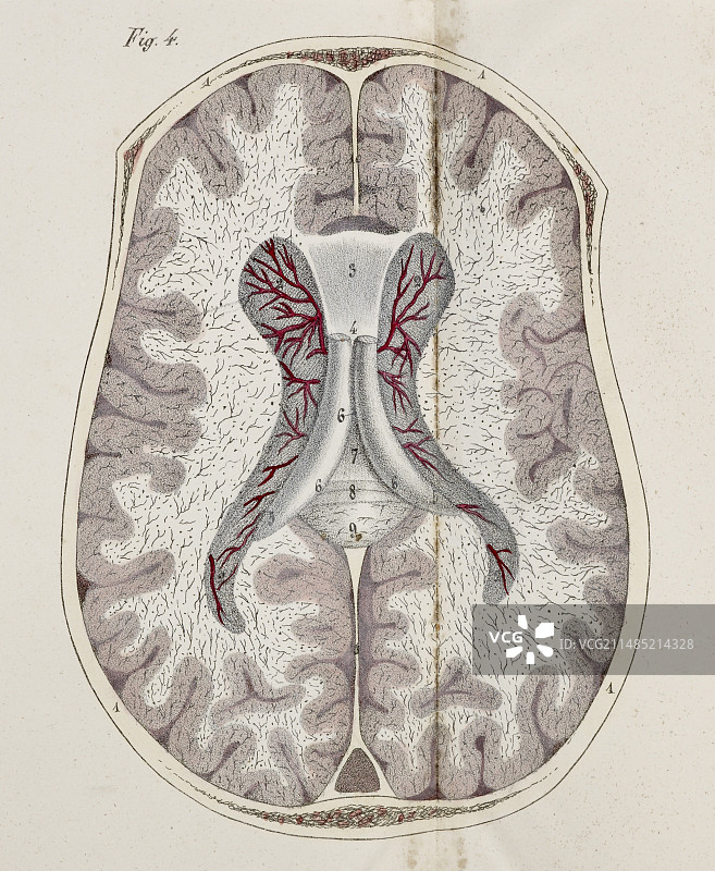 19世纪大脑横截面图图片素材